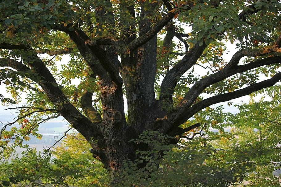 close-up photography of green leaf tree, nature, big tree, forest HD wallpaper