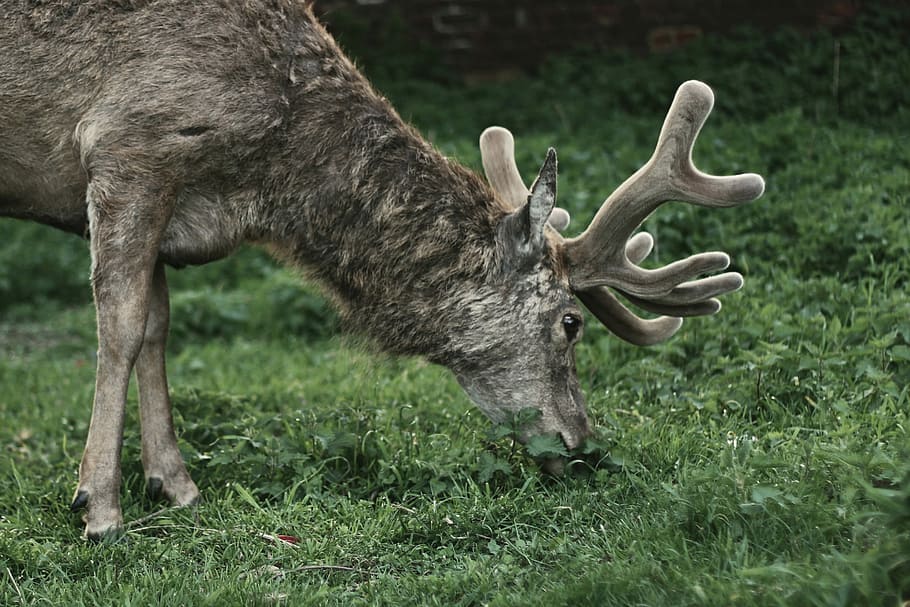 Deer, Nature, Animal, one animal, no people, animal themes HD wallpaper