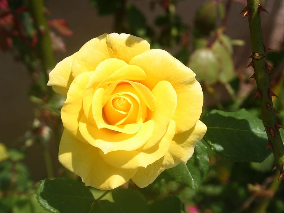 Yellow, Flower, Bloom, Plant, rose, blossom, romantic, rose - Flower HD wallpaper