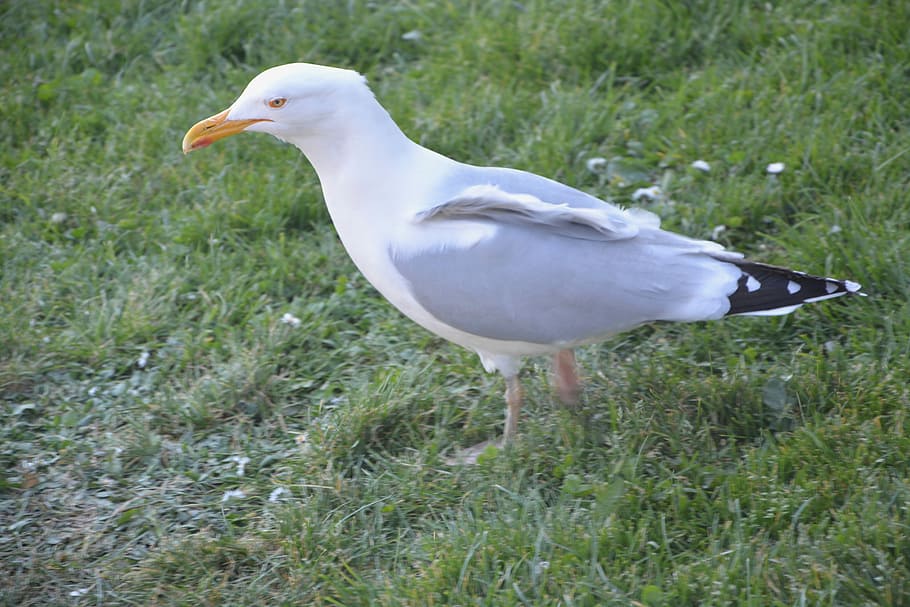 Gull, Grass, White, Nature, Bird, one animal, animal wildlife HD wallpaper