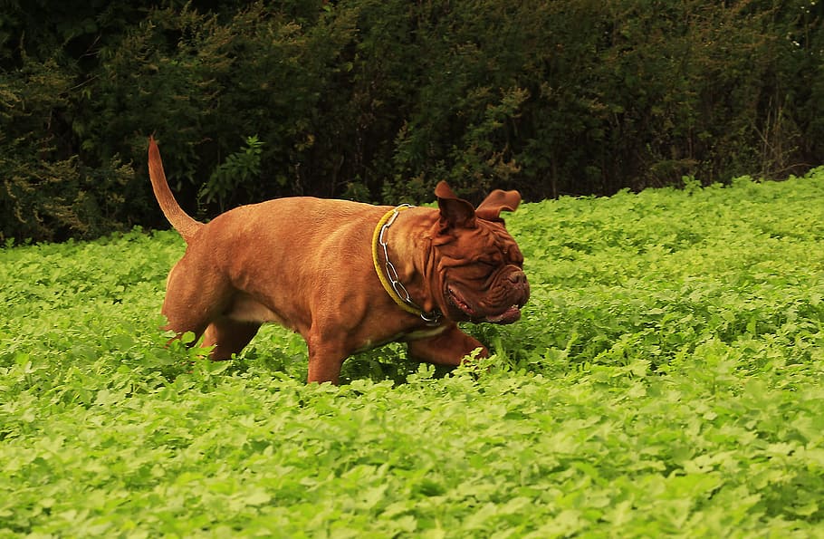 Dog, Mastiffs, Bordeaux, Dogue, outdoors, summer, funny, adult HD wallpaper