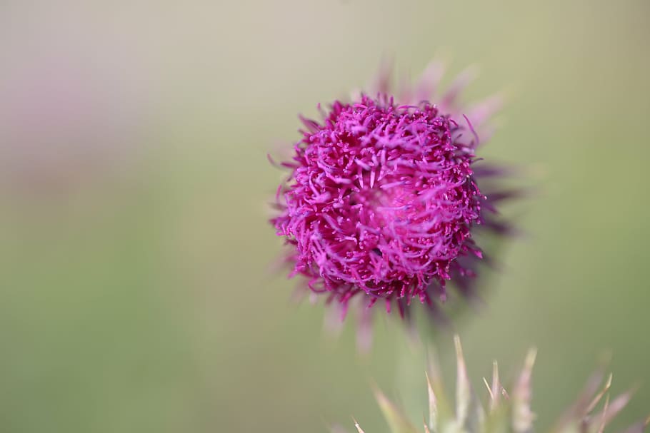 thistle, flowers, nature, flowering plant, beauty in nature HD wallpaper