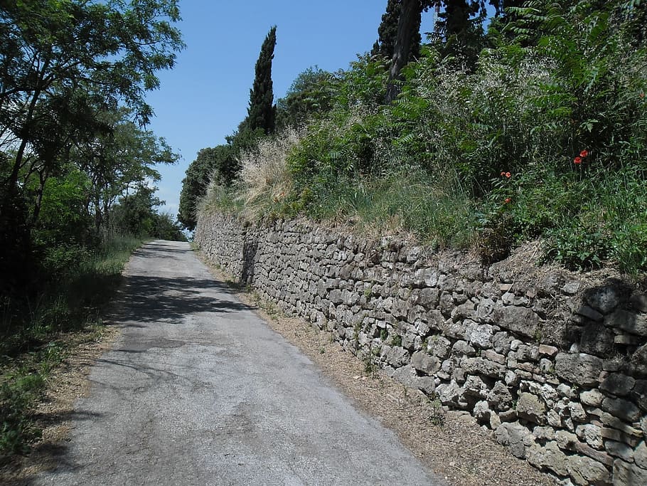 road, wall, upstream, may, hill, plant, direction, the way forward HD wallpaper