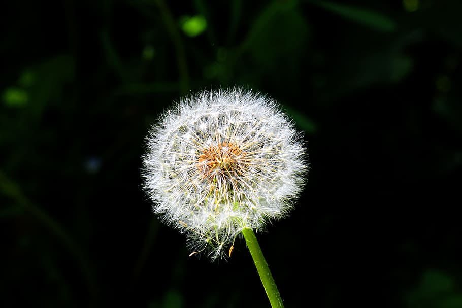 Dandelion, Seed, Contrast, Lights, flower, fragility, nature HD wallpaper