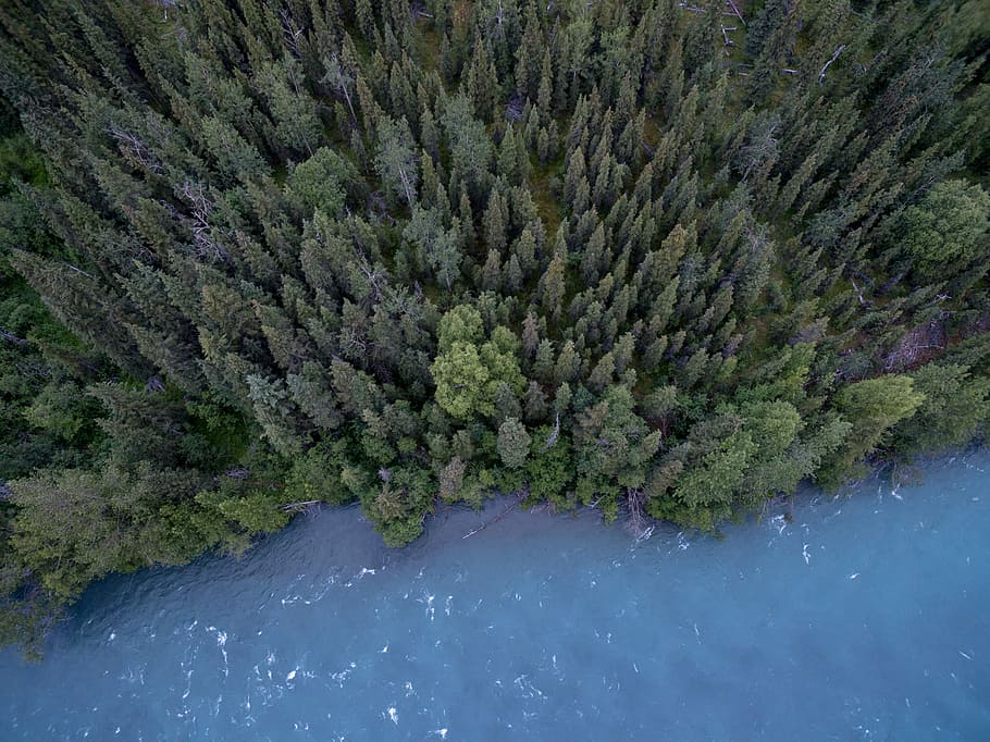 aerial photography of trees and body of water, aerial photo of forest by the sea
