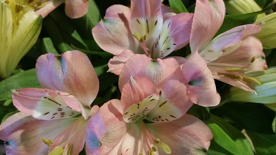 pink, pale, texture, color, pastel, soft, nature, elegant, flower HD wallpaper