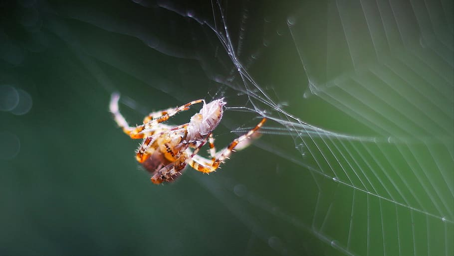 selective macro photography of brown spider on web, Network HD wallpaper