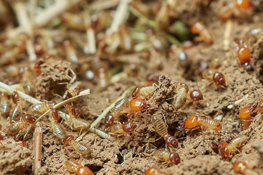 How to spot termite activity - KR Pest Control