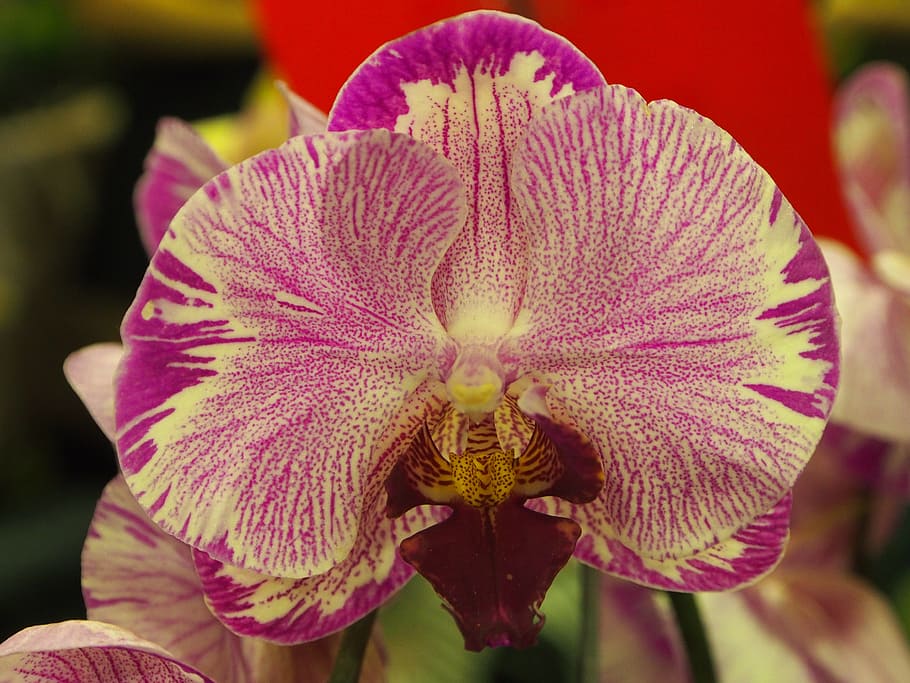 Phalaenopsis, Spot, White, flower, petal, flower head, close-up HD wallpaper