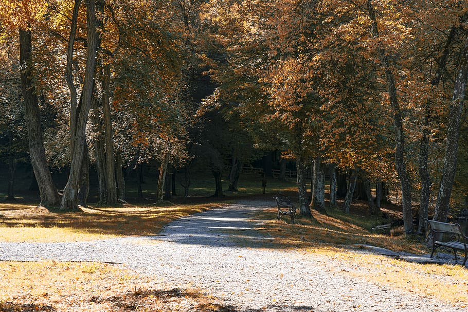 autumn, trees, path, forest path, leaves, mood, secret, plant HD wallpaper