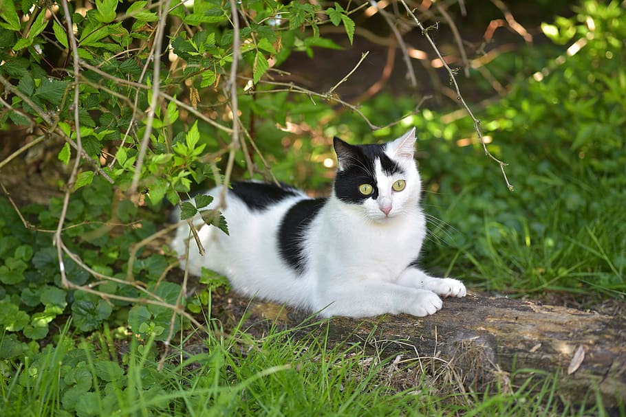 black and white cat, Cute, Black, White, White, Summer, Animal HD wallpaper