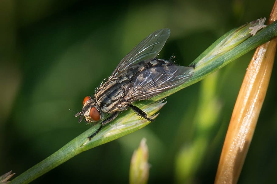 insects, wings, fly, nature, life, leaves, grass, sun, light HD wallpaper