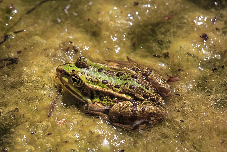 frog, amphibian, nature, animal world, slimy, waters, animal wildlife HD wallpaper