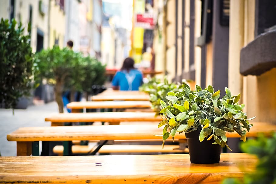 empty wooden tables with plant on top outdoor, restaurant, local HD wallpaper