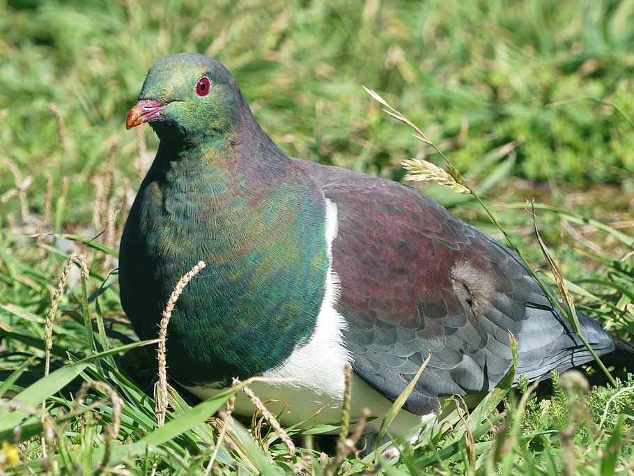 dove, bird, animal, nature, new zealand, the wood-pigeon, wood pigeon