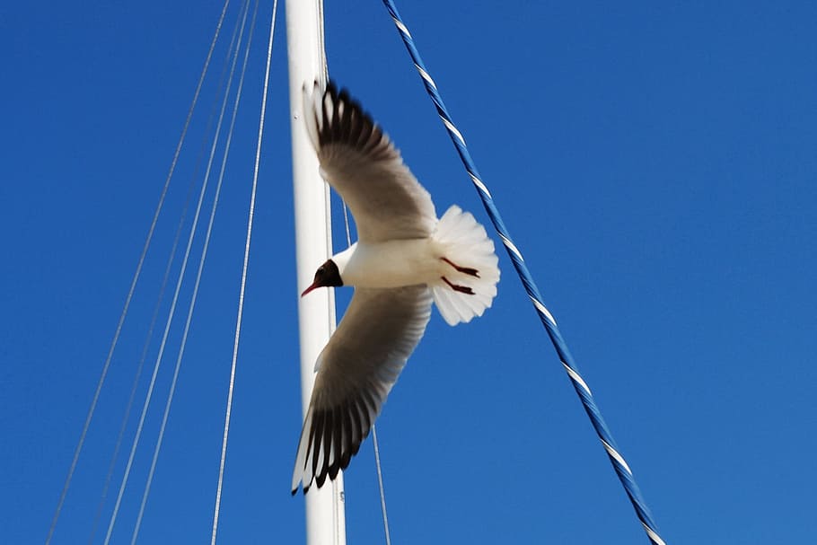 seagull, sky, coast, animal themes, flying, animal wildlife HD wallpaper
