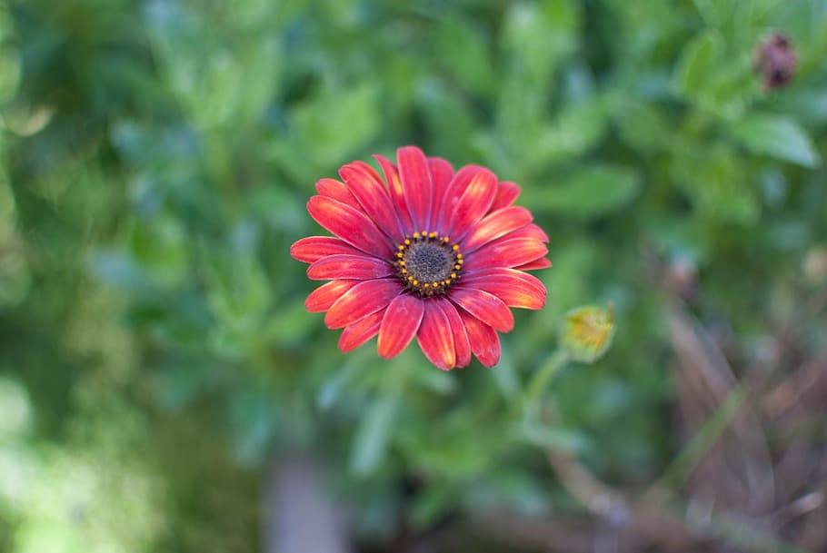 flower, red, orange, macro, flowering plant, fragility, vulnerability HD wallpaper