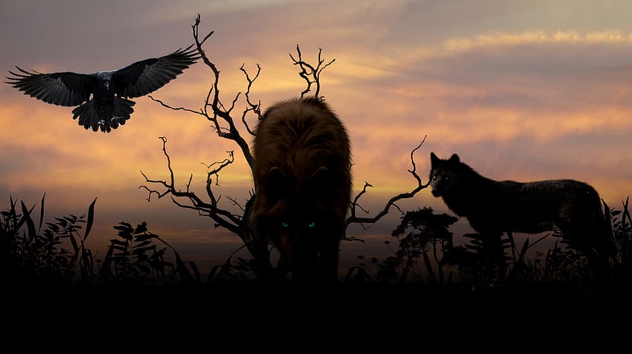 silhouette photography of pack of wolves and flying eagle, sunset HD wallpaper