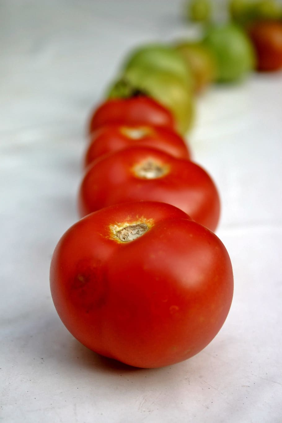 Tomatoes, Vegetables, Plant, Fruit, red, nature, garden, harvest HD wallpaper