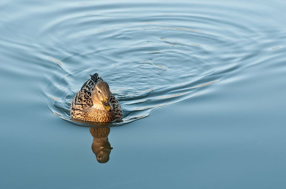duck, water, reflection, mallard, bird, nature, animal, wildlife HD wallpaper