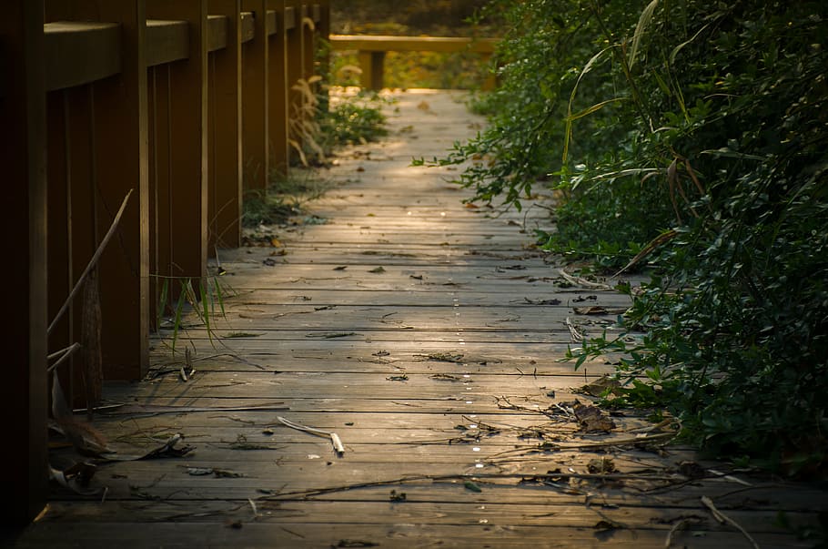 plank, bridge, sunshine, grassland, autumn, the way forward HD wallpaper