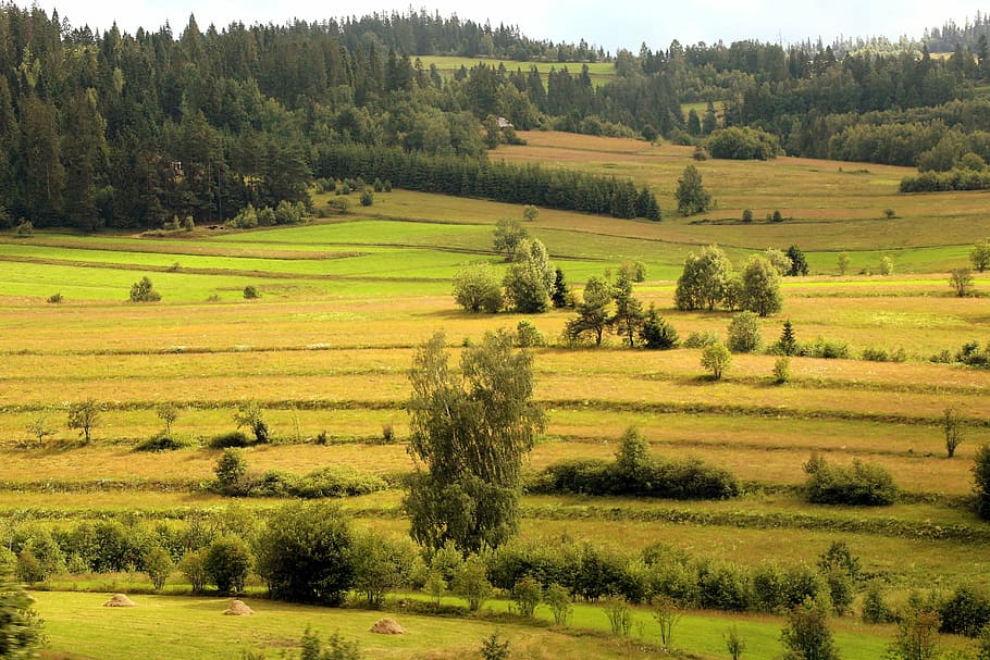 grass field, view, landscape, panorama, mountains, nature, the prospect of HD wallpaper
