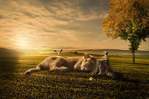 tiger lying on green field during daytime, sunset, dawn, nature HD wallpaper
