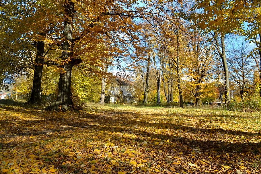 trees, falls, leaves, autumn, fall trees, nature, leaf, orange HD wallpaper