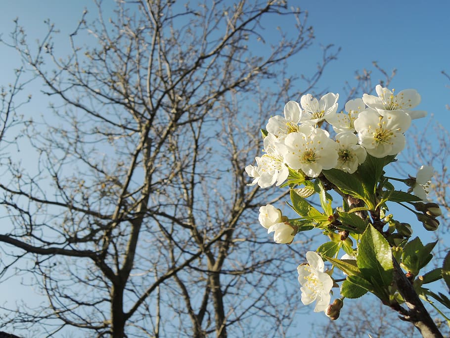 cherry, blossoming, spring, tree, flower, plant, flowering plant HD wallpaper