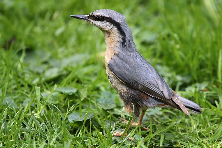 kleiber, young, bird, garden, foraging, animal themes, animal wildlife HD wallpaper