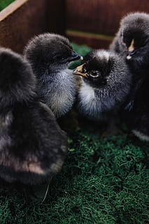 Black baby chicks, animal, cute, adorable, bird, chicken, easter HD wallpaper