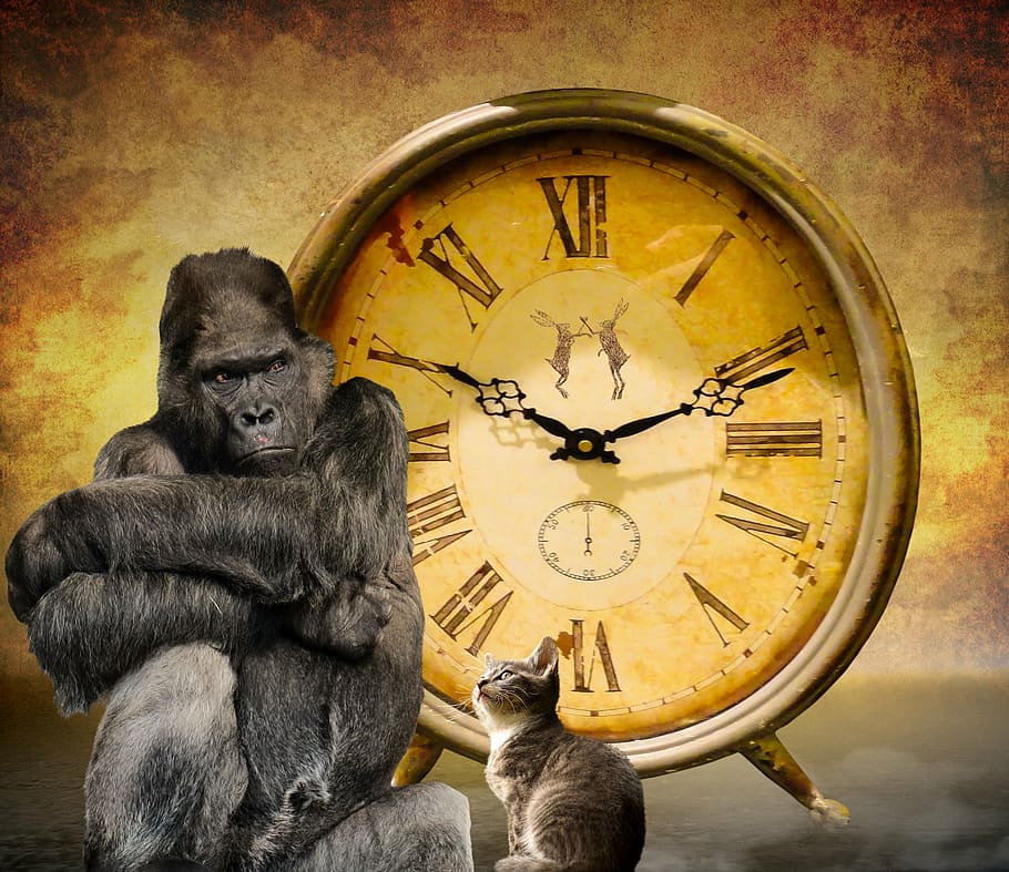 gorilla sitting beside tabby cat background of analog clock, time
