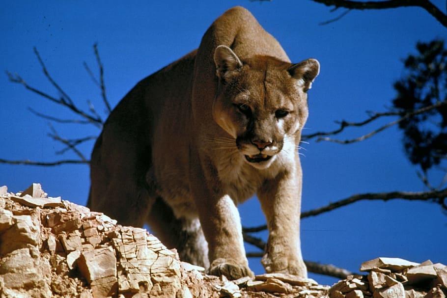brown lioness on rock near tree, cougar, puma, mountain lion