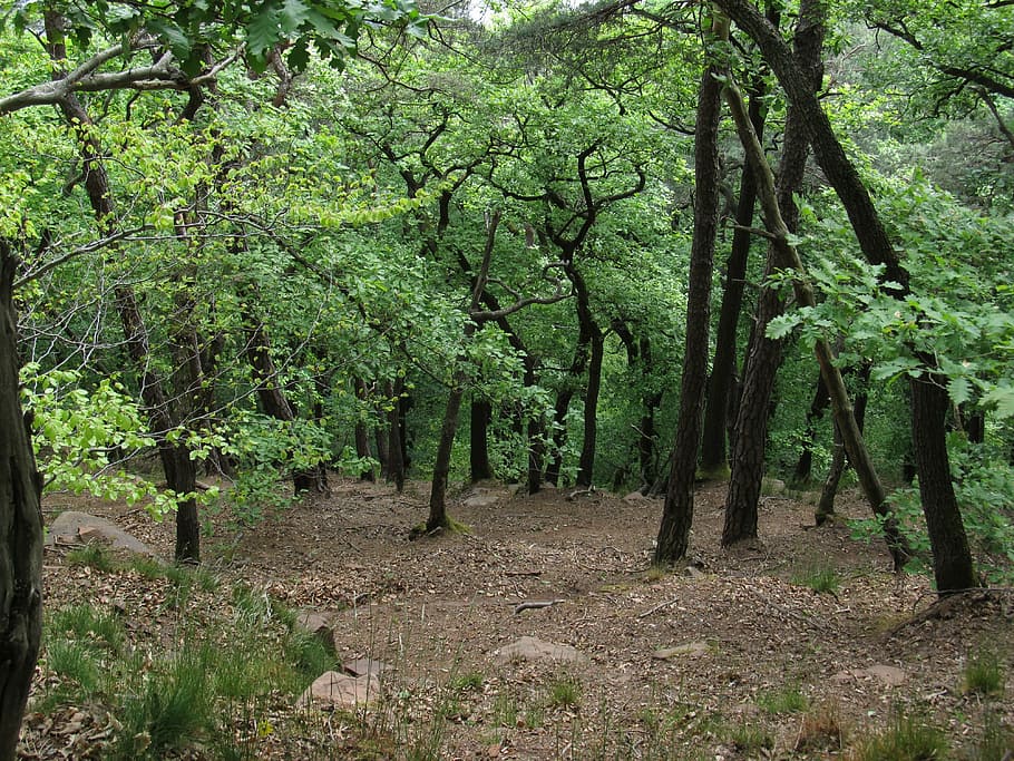 forest, trees, nature, plant, land, growth, tranquility, beauty in nature HD wallpaper