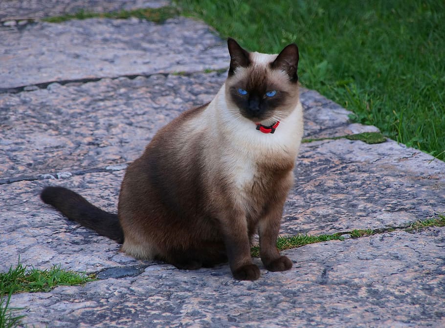 Animals, Cat, Pet, Adidas, Mammal, domestic cat, mieze, one animal HD wallpaper
