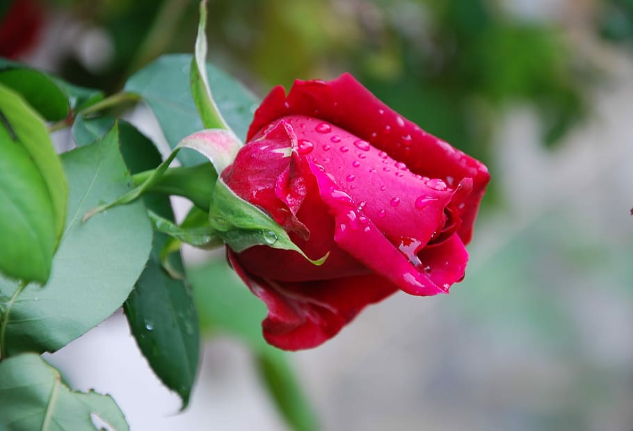 flower, nature, leaf, flora, outdoors, beautiful, rose, love HD wallpaper