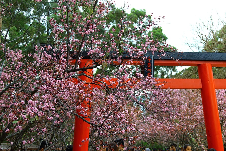 blossom, arch, spring, plant, tree, growth, flower, flowering plant HD wallpaper