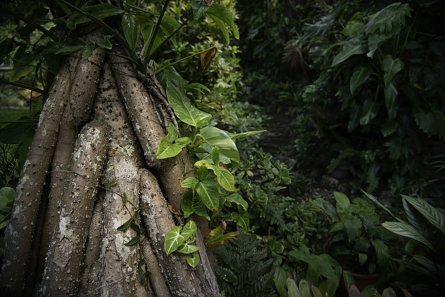 nature, leaf, tree, flora, growth, tree roots, rainforest, plant HD wallpaper