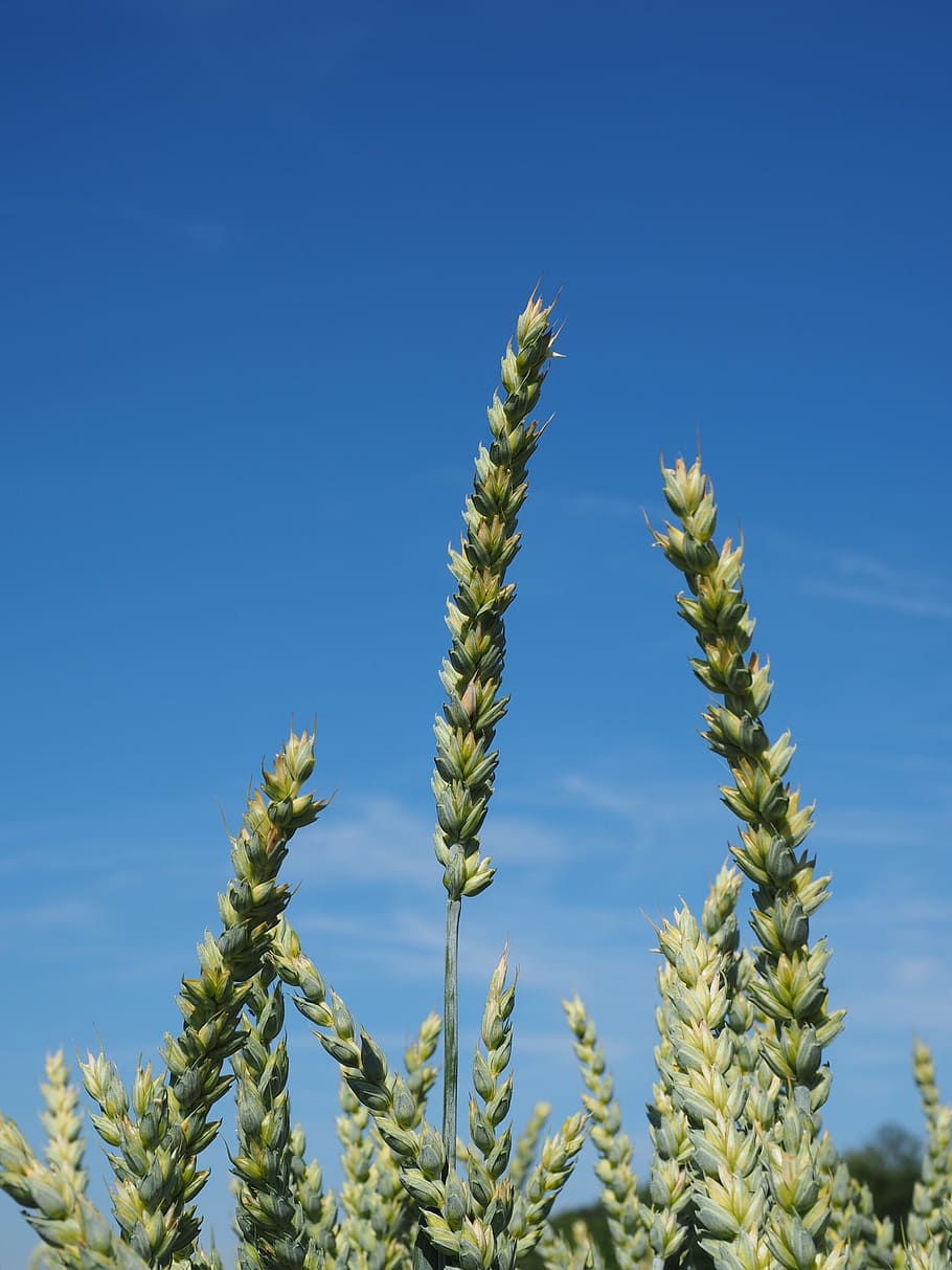 wheat field, cereals, ear, grain, cornfield, food, agriculture HD wallpaper