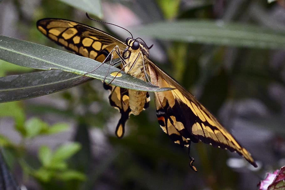 Eastern tiger swallowtail butterfly perched on leaf, insect HD wallpaper
