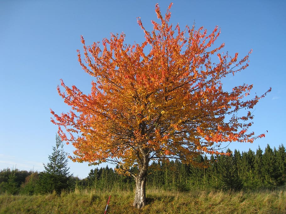 nature, autumn, tree, colors, foliage, forest, plant, sky, beauty in nature HD wallpaper