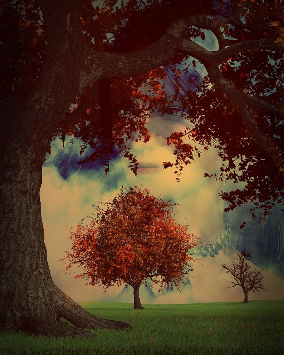 trees at the field during day, forest, surreal, fantasy, artistic HD wallpaper