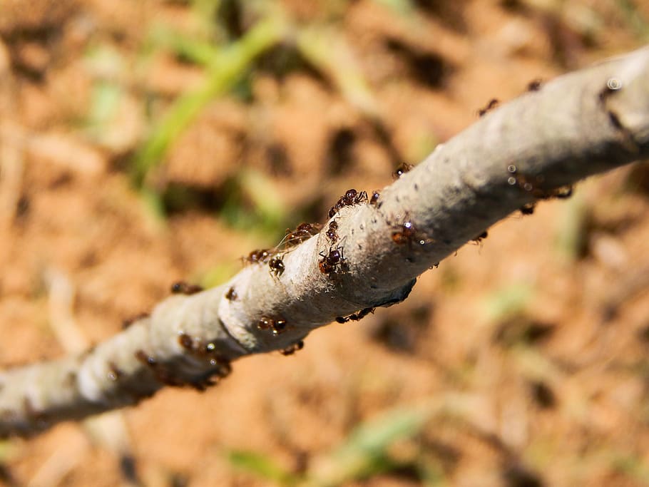 ants, nature, branch, insect, animal, wild, leaf, colony, bug HD wallpaper