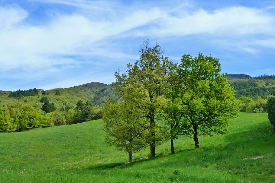 green trees on green grass field under blue sky, landscape HD wallpaper