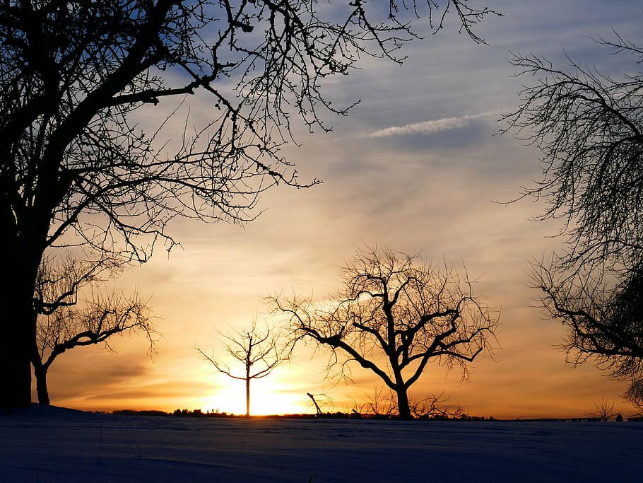 winter mood, tree, sunset, kahl, snow, cold, sky, wintry, branches HD wallpaper