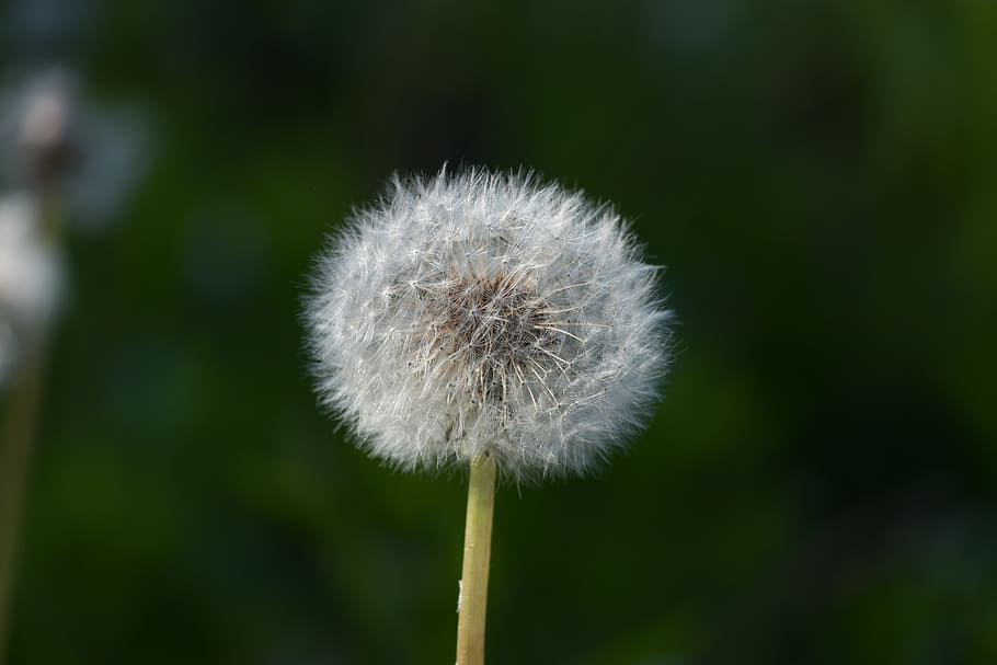 dandelion, flower, white, plant, close-up, beauty in nature HD wallpaper