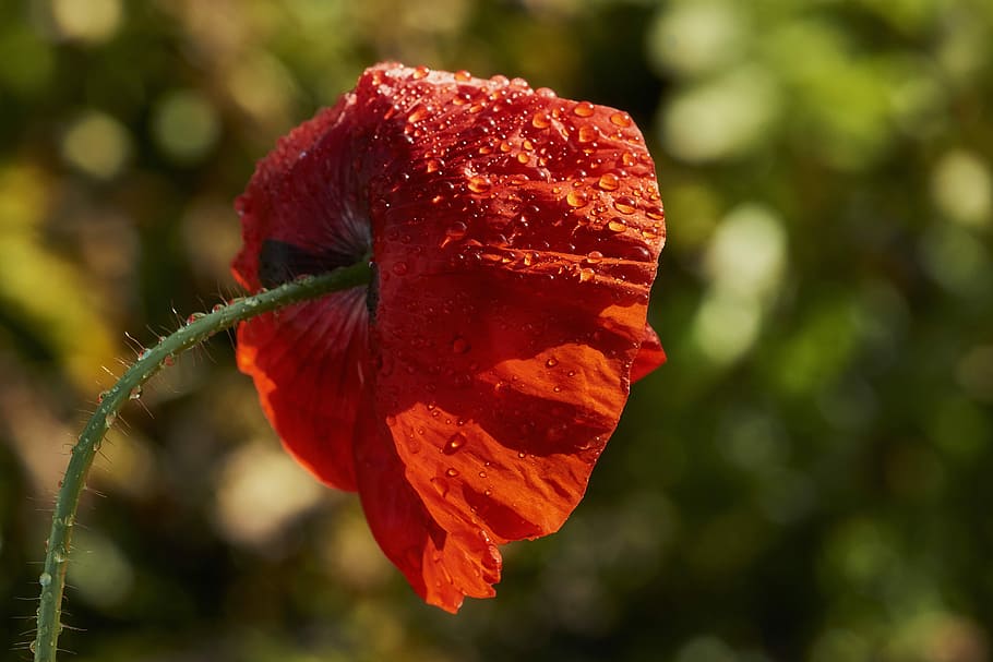 nature, flower, plant, leaf, summer, poppy, rain, sun, water stains HD wallpaper