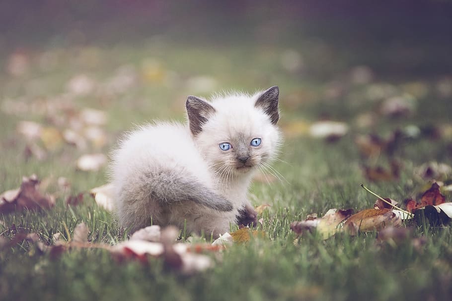 selective focus photography of white kitten on green grasses HD wallpaper