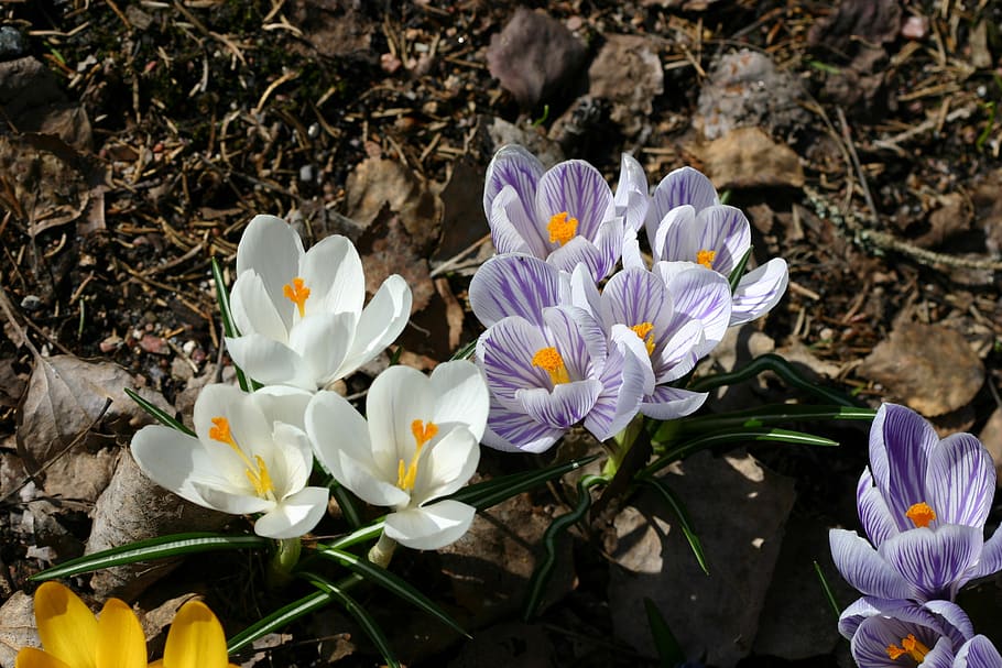 flower, nature, plant, crocus, thriving, easter, beautiful HD wallpaper