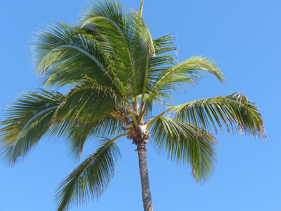 Palm, Frond, Partly Cloudy, sky, blue, holiday, palm tree, tropical climate HD wallpaper